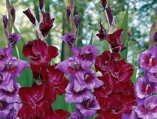 Луковицы гладиолусов подготовка к посадке. Луковицы гладиолусов — подготовка, виды посадок в открытый грунт