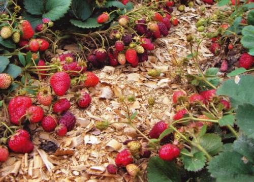 Укрыть клубнику на зиму опилками. Как мульчировать клубнику