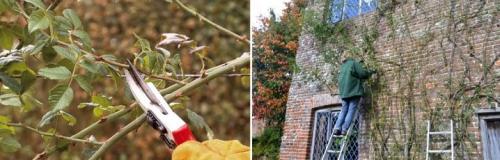 Роза плетистая уход осенью. Удобрение во время вегетации 03