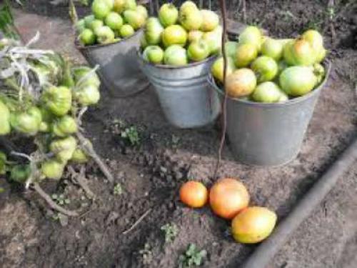 Когда убирать помидоры из теплицы на урале. Снимать ли зеленые помидоры в теплице? 07