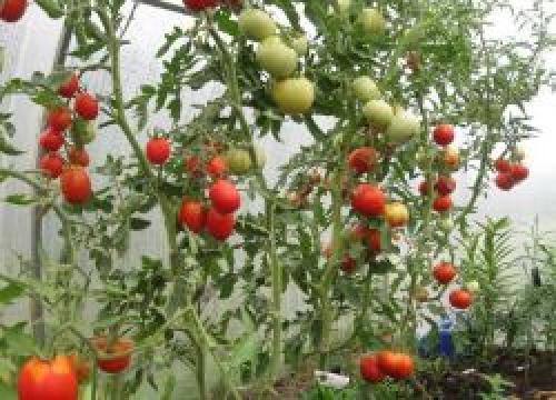 Когда убирать помидоры из теплицы на урале. Снимать ли зеленые помидоры в теплице?