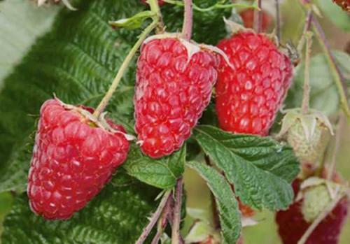 Как правильно пересадить малину ремонтантную осенью. Когда лучше пересаживать малину – весной или осенью 22 Как правильно пересадить малину ремонтантную осенью. Когда лучше пересаживать малину – весной или осенью 22