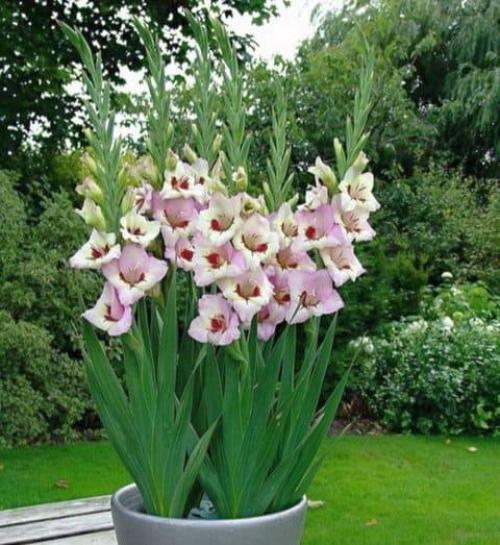 Луковицы гладиолусов подготовка к посадке. Луковицы гладиолусов — подготовка, виды посадок в открытый грунт