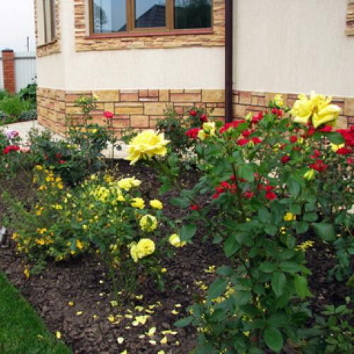 Можно ли в августе сажать розы. Когда сажать розы осенью, в каком месяце: оптимальные сроки 13