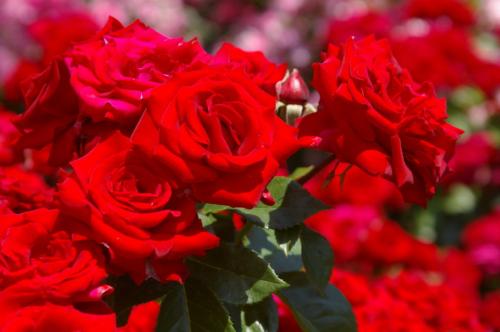 Когда укрывают розы на зиму на урале. Укрытие роз к зиме