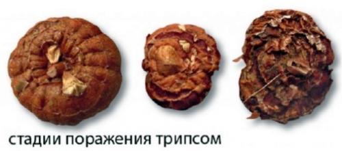 Хранение георгинов и гладиолусов. Когда выкапывать и как хранить георгины и гладиолусы?