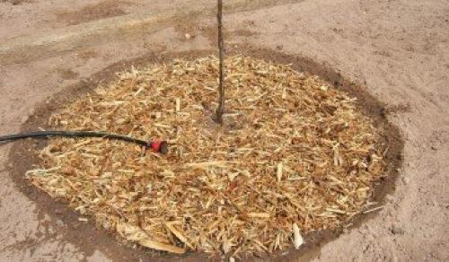 Укрытие саженцев груши на зиму. Подготовка к зиме саженцев