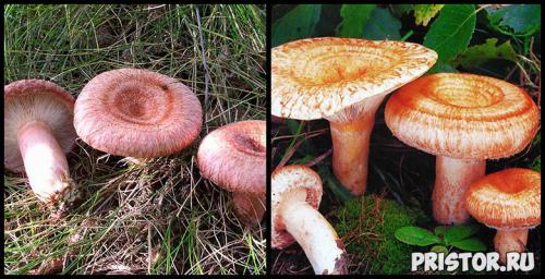 Волнушка и рыжик отличия. Что мы знаем о рыжиках. Интересные факты об этих замечательных грибах. 09
