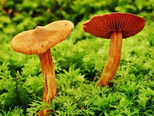 Ядовитые грибы. Самые опасные грибы для человека