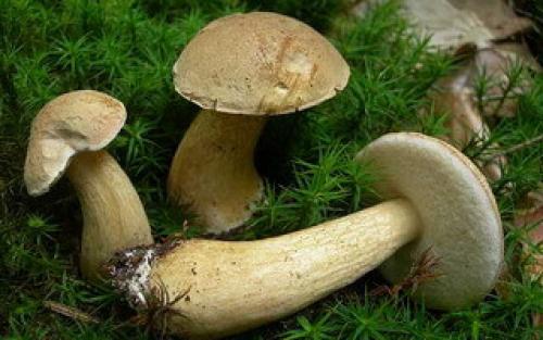 Белый гриб ложный описание. Описание желчного гриба