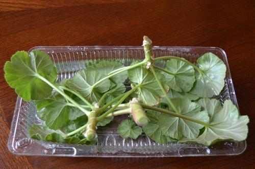 Как укоренить розебудную пеларгонию. Какой способ размножения подходит для розебудной герани