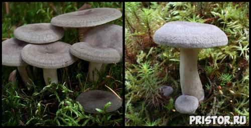 Волнушка и рыжик отличия. Что мы знаем о рыжиках. Интересные факты об этих замечательных грибах. 10