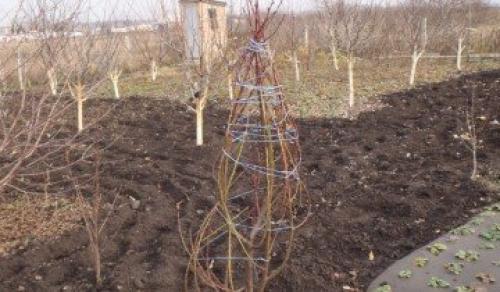 Укрытие саженцев груши на зиму. Подготовка к зиме саженцев