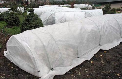 Когда и как укрывают розы на зиму. Как правильно укрыть розы на зиму: лучшие варианты для зимнего укрытия