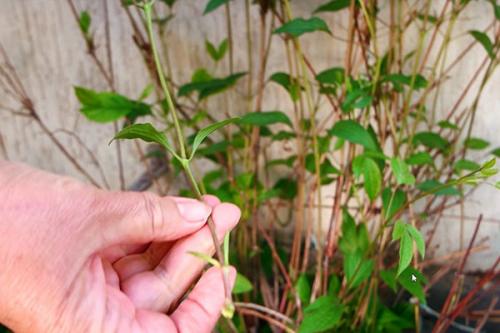 Как укоренить клематис летом. Размножение клематиса черенками в разное время года