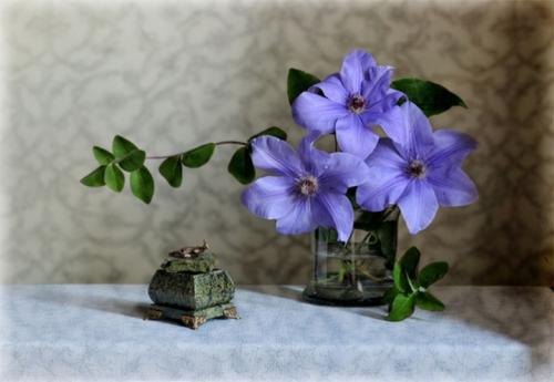 Как размножить черенками клематис осенью. Как правильно размножить клематисы зелеными черенками 09