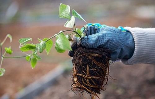 Как размножить черенками клематис осенью. Как правильно размножить клематисы зелеными черенками 11