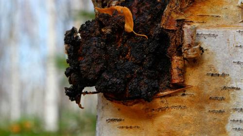 Как выглядит березовый гриб Чага. Гриб чага: свойства и состав