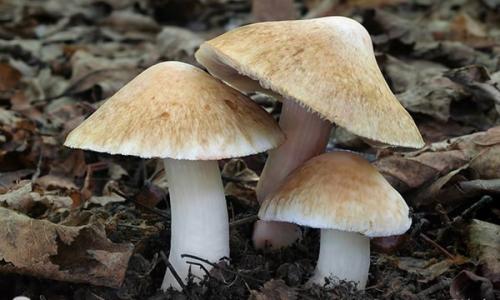 Ядовитые грибы. Самые опасные грибы для человека