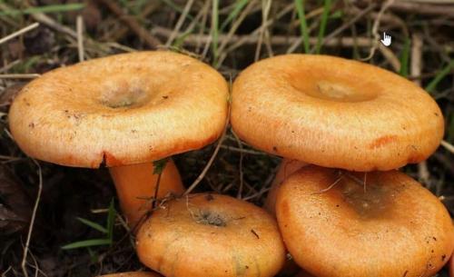 Отличие волнушек от рыжиков. Что мы знаем о рыжиках. Интересные факты об этих замечательных грибах.