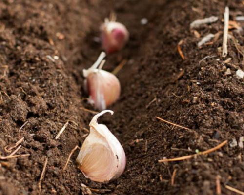 Как сажать чеснок. 5 маленьких секретов посадки чеснока под зиму