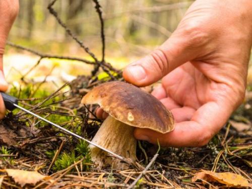 Желтый гриб съедобный или нет. Желчный гриб: можно ли употреблять в пищу