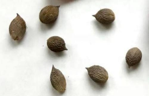 Луковицы гладиолусов подготовка к посадке. Луковицы гладиолусов — подготовка, виды посадок в открытый грунт