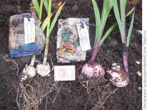 Что делать с клубнями гладиолусов. Омолаживаем гладиолусы всего за один сезон. Делюсь секретом