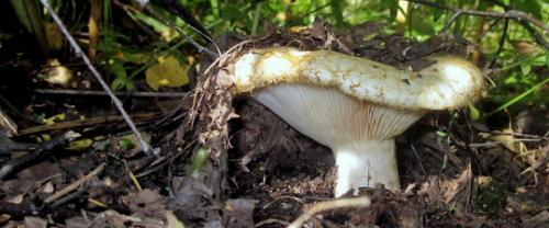 Под сосной, какой растет гриб. Несъедобные грибы 11