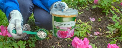 Роза плетистая уход осенью. Удобрение во время вегетации