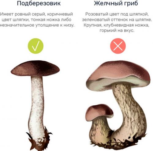 Как отличить белый гриб от подберезовика. Жёлчный гриб: описание и отличие от подберёзовика