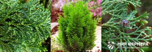 Кипарисовик элвуди зимостойкость. Кипарисовик Лавсона: его сорта и уход