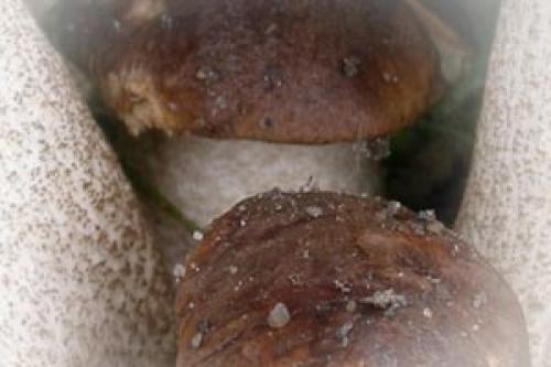 Как варить свинушки перед жаркой. Сколько варить свинушки перед жаркой 02