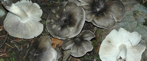 Какие грибы растут в хвойном лесу. Распространенные грибы сосновых лесов. 07