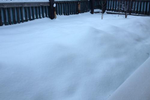 Когда розы на зиму укрывают. Как укрыть розы на зиму. Чем укрывать розы 05