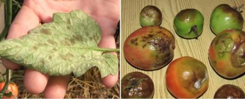 Когда убирать помидоры из теплицы на урале. Снимать ли зеленые помидоры в теплице? 03