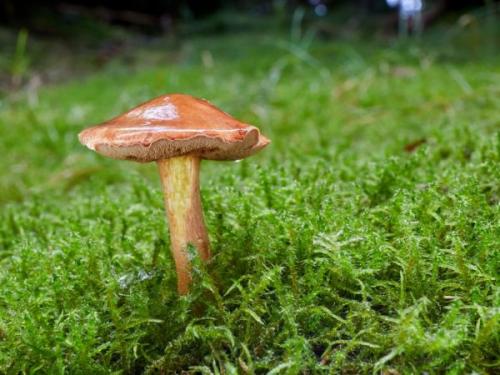 Перечный гриб. Описание перечного гриба