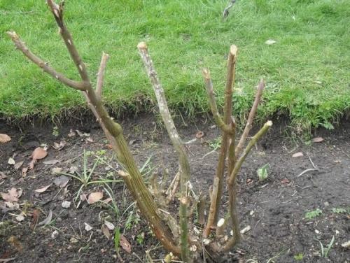 Обрезка кустовых роз осенью. Обрезка роз осенью, когда и как обрезать