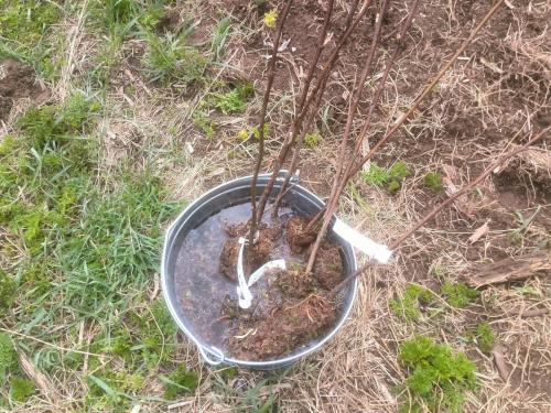 Посадка малины осенью удобрения. Что положить в лунку при посадке малины осенью. Лучшие удобрения