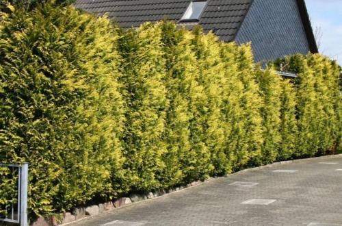 Кипарисовик лавсона элвуди высота. Ботаническое описание растения