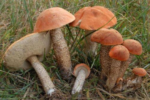 Грибы растущие в сосновом лесу съедобные. Список лесных съедобных грибов с фото и советы начинающим грибникам 02