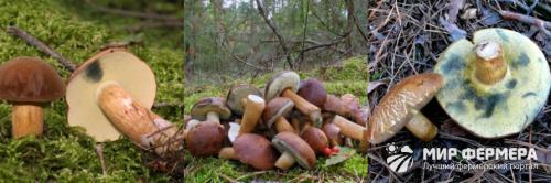 Белый гриб посинел. Белый гриб синеет на срезе