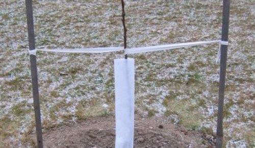 Укрытие саженцев груши на зиму. Подготовка к зиме саженцев