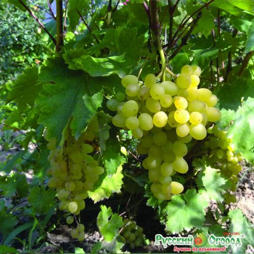 Ранние сорта винограда для средней полосы. Виноград: ТОП-7 сортов для средней полосы
