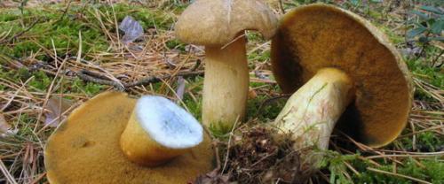 Какие грибы растут в хвойном лесу. Распространенные грибы сосновых лесов. 05