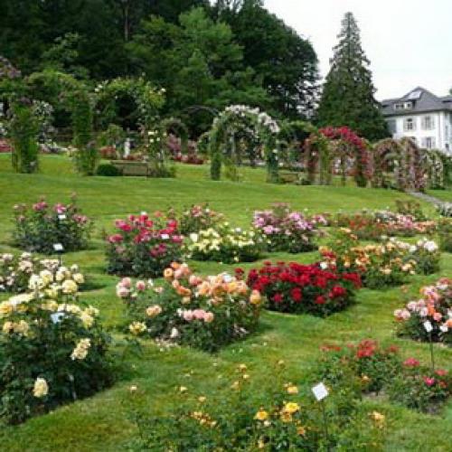 Можно ли в августе сажать розы. Когда сажать розы осенью, в каком месяце: оптимальные сроки 12