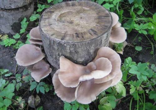 Пеньковые грибы съедобные. Вешенки дикорастущие