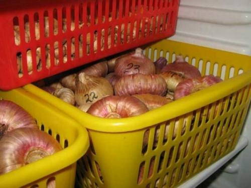 Как хранить детки гладиолусов в домашних условиях. Условия для хранения