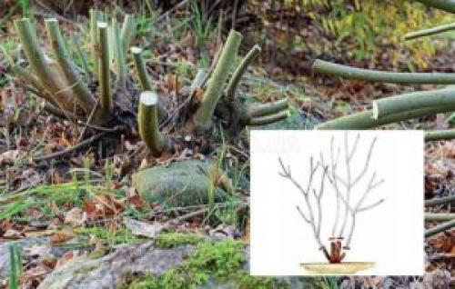 Обрезка калины на пень. Что дает обрезка растений на пень и как ее сделать | Дача – впрок