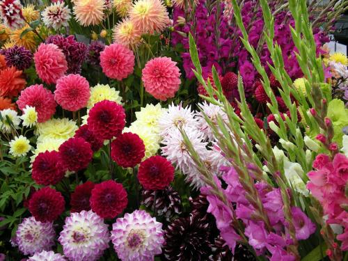 Хранение георгинов и гладиолусов. Когда выкапывать и как хранить георгины и гладиолусы?